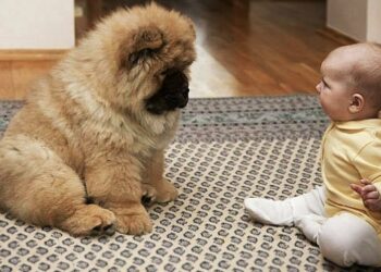 犬 かわいい Archives Yu Yurara 犬 かわいい Archives Yu Yurara