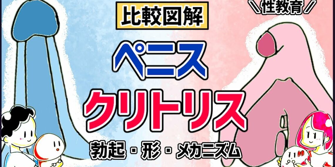 ペニス・クリトリスの種類・形・メカニズムの比較図解